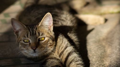 Close-up portrait of a cat