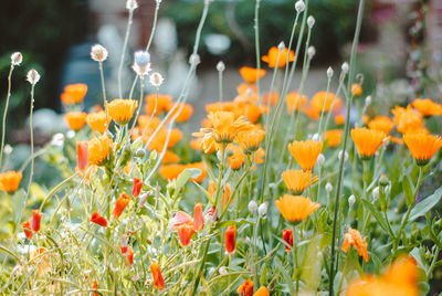 Close-up of orange flowering plants on field