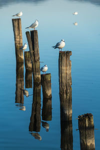 Seagulls on wooden poles in a blue lake reflected from the water