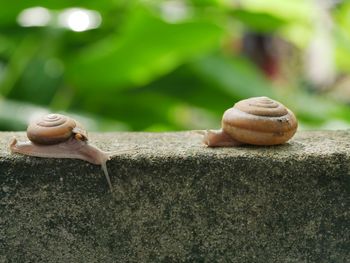 Close-up of snail on rock