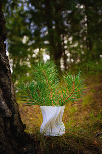 Table against trees in forest