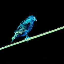 Close-up of bird perching on black background