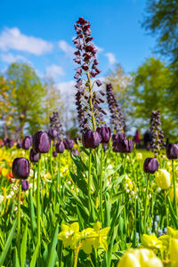 Flower field of colourful tulips in spring. beautiful tulips. colorful tulips 