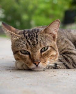 Close-up portrait of a cat