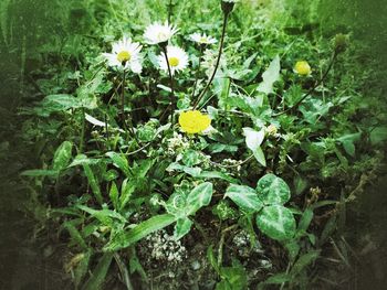 Close-up of white flowers blooming outdoors