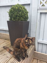 Close-up of cat on wood