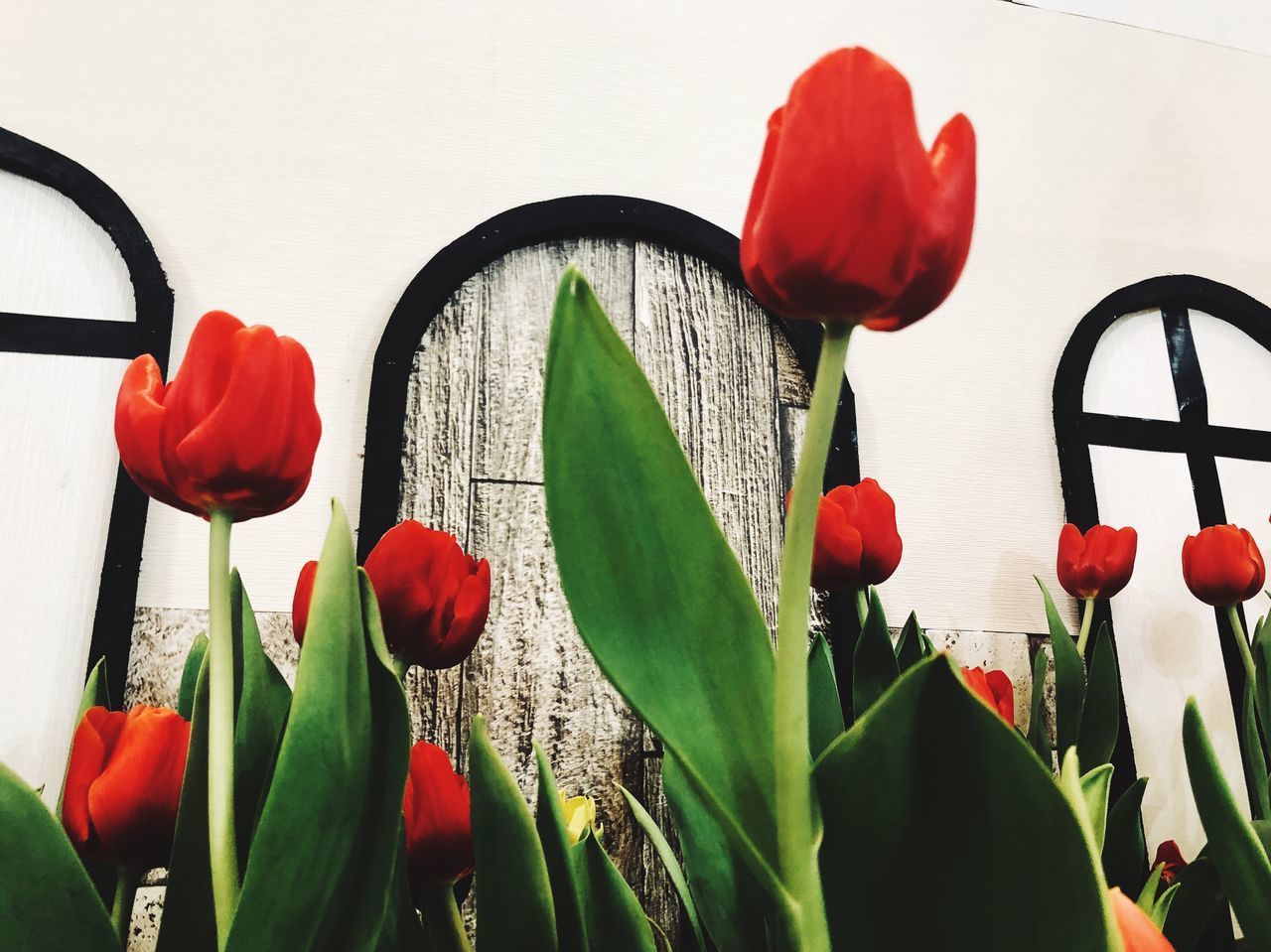 CLOSE-UP OF RED TULIPS IN POT