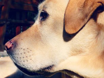 Close-up of dog looking away