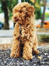 Close-up of dog sitting outdoors