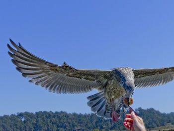 Close-up of hand holding bird flying against clear blue sky