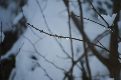 Close-up of wet branches against blurred background