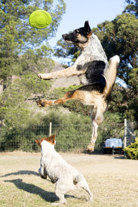 View of dog jumping