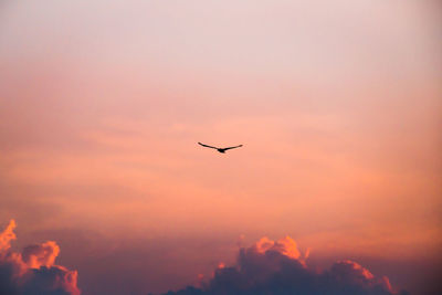 Low angle view of silhouette bird flying in sky