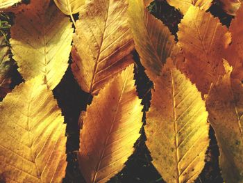 Close-up of autumn leaves
