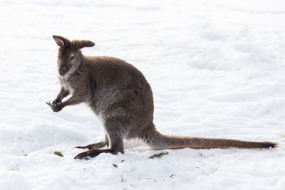 A wallaby holding a fir branch while sitting in snow