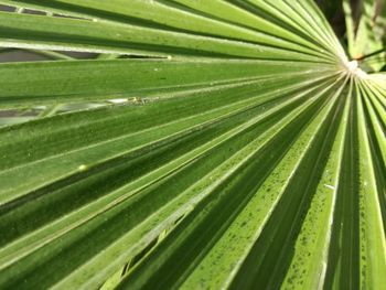 Full frame shot of palm leaf