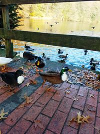 Ducks in water