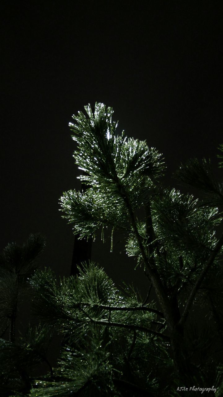 LOW ANGLE VIEW OF TREES AT NIGHT