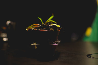 Close-up of potted plant on table
