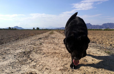 Black dog standing on field