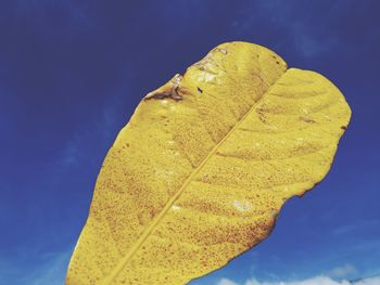 Close-up of yellow leaf against blue sky