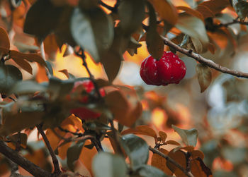 Close-up of berries growing on tree