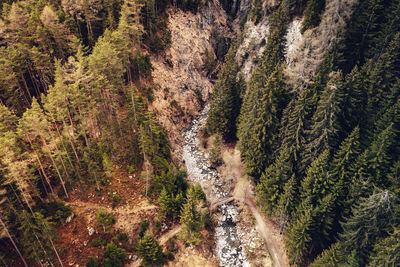 Panoramic view of trees in forest