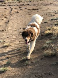 Dog running on beach