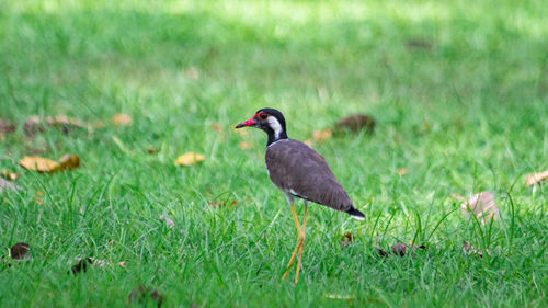 Bird perching on a field