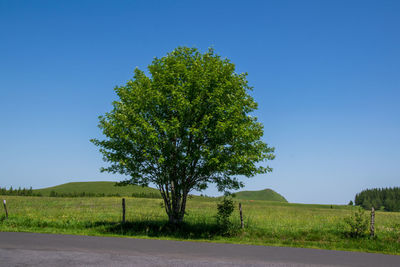 Tree by road against clear blue sky