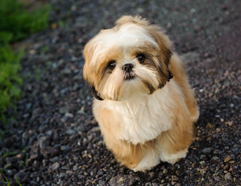 Portrait of shih tzu on walkway