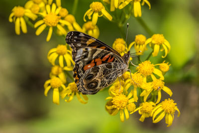 Butterfly on yellow flower