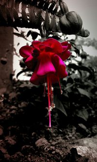 Close-up of red flower