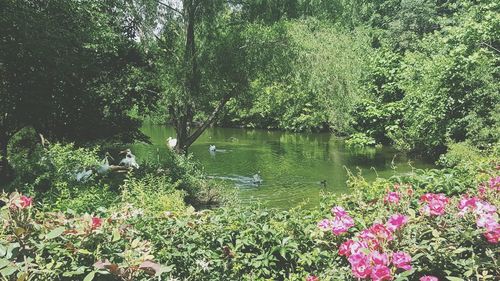 View of swan swimming in lake against trees in forest