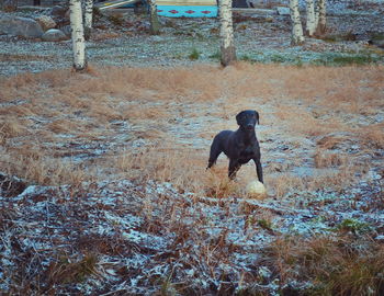 Dog standing on field