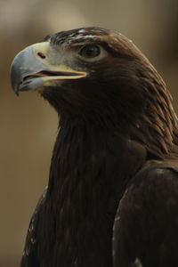 Close-up of a bird