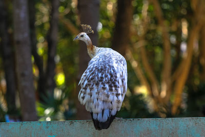 Close-up of bird perching on railing against trees