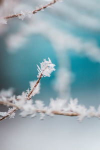 Close-up of cherry blossom during winter