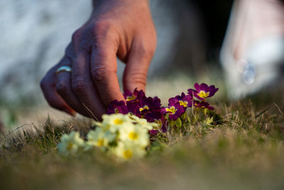 Cropped hand of woman holding flowers