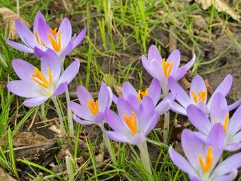 Close-up of purple crocus flowers on field