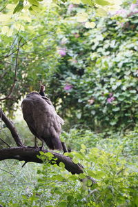 Bird perching on a tree