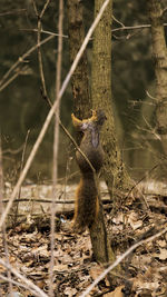 View of squirrel on field