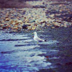 Seagull on beach