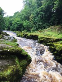 Scenic view of waterfall in forest