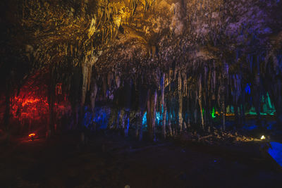 Illuminated trees in forest at night