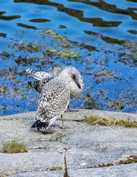 Bird in water