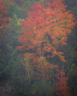 Full frame shot of trees in forest during autumn