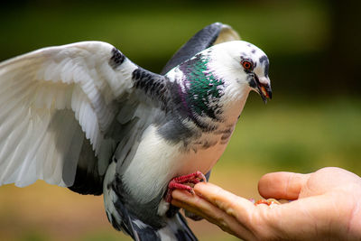 Close-up of hand feeding bird