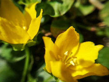 Close-up of yellow flowering plant