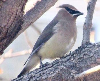 Low angle view of bird perching on tree